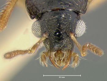 Media type: image;   Entomology 6559 Aspect: head dorsal view